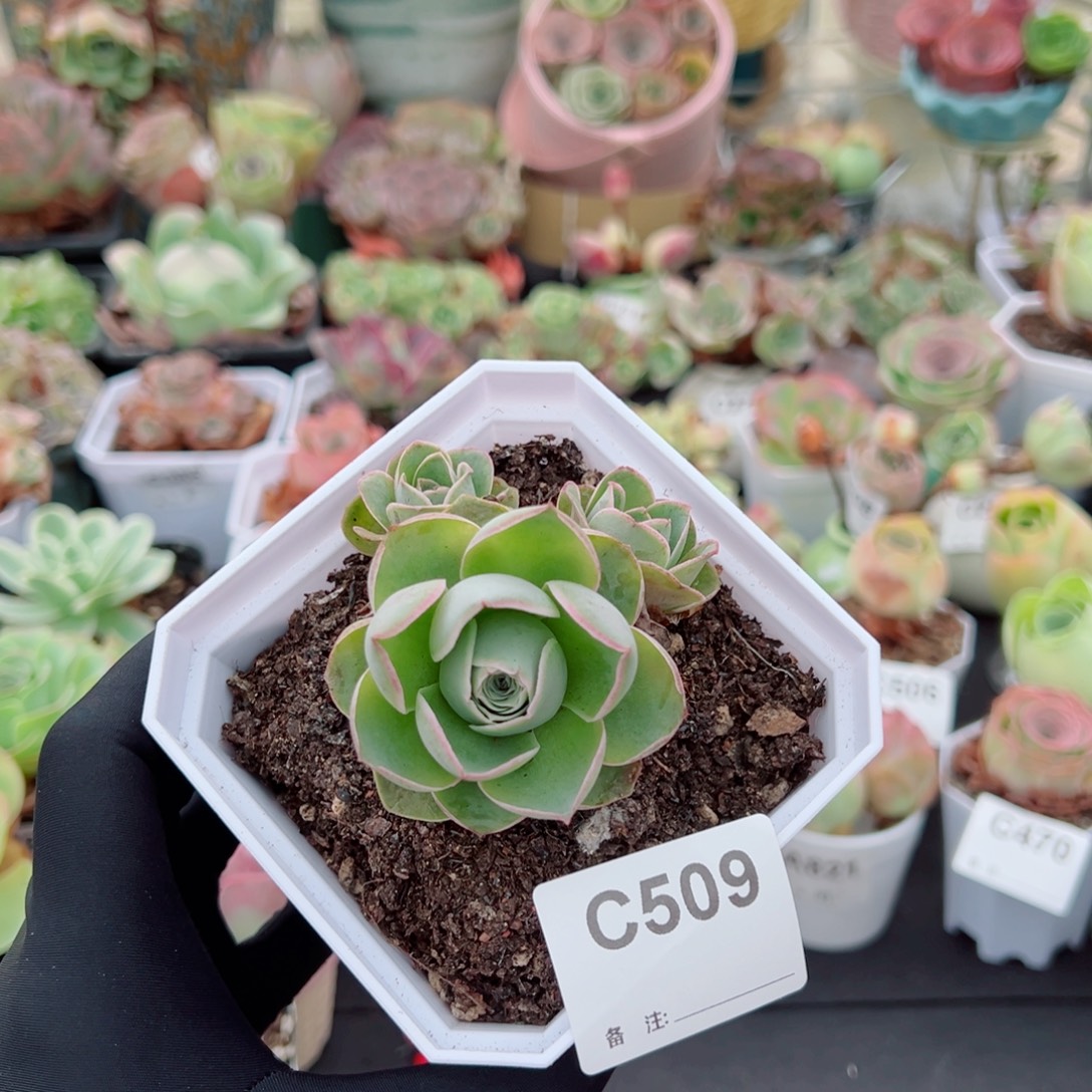 509粉帕勺叶米奇群。  一物一拍