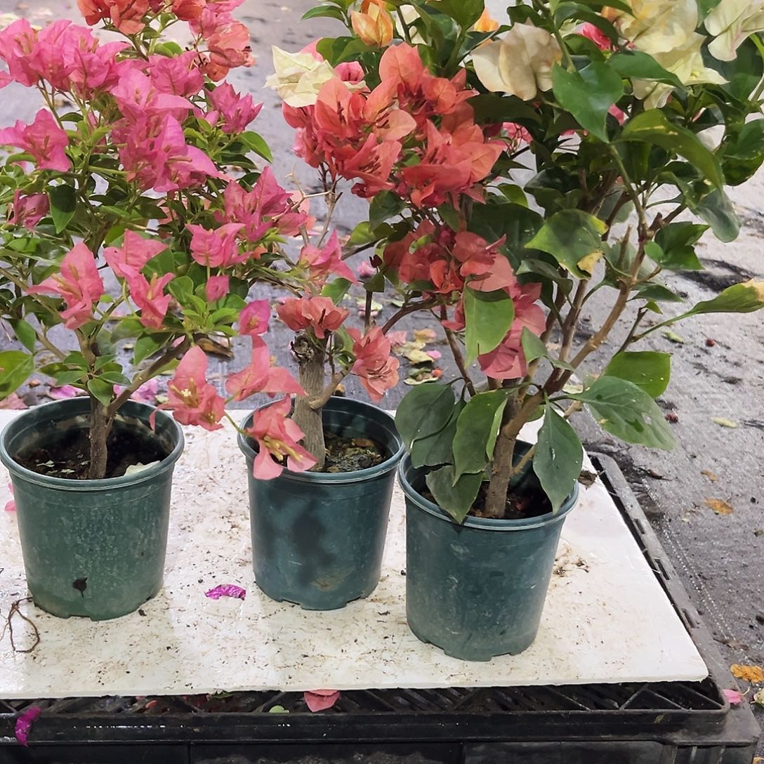 完全开放卡亚塔，不甜西瓜，凤凰