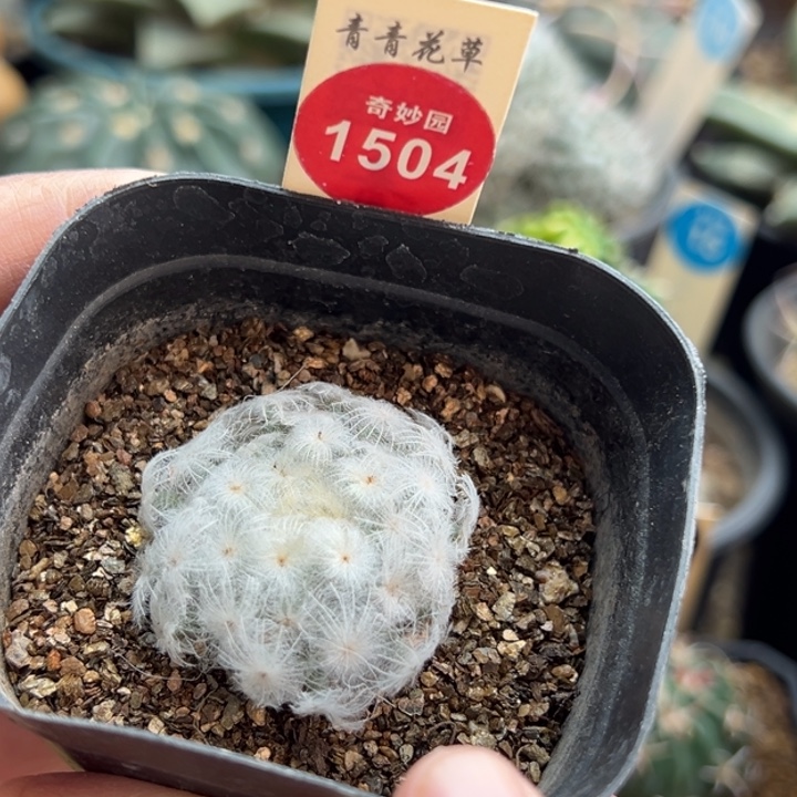 自根佛头白星3.7cm