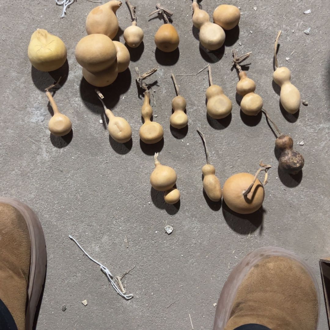 葫芦明轩葫芦哈哈哈哈