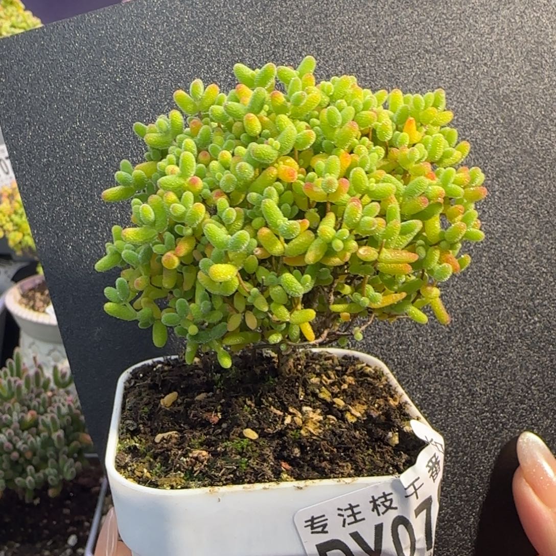 dy0780精控蜜橘直杆冠服6cm