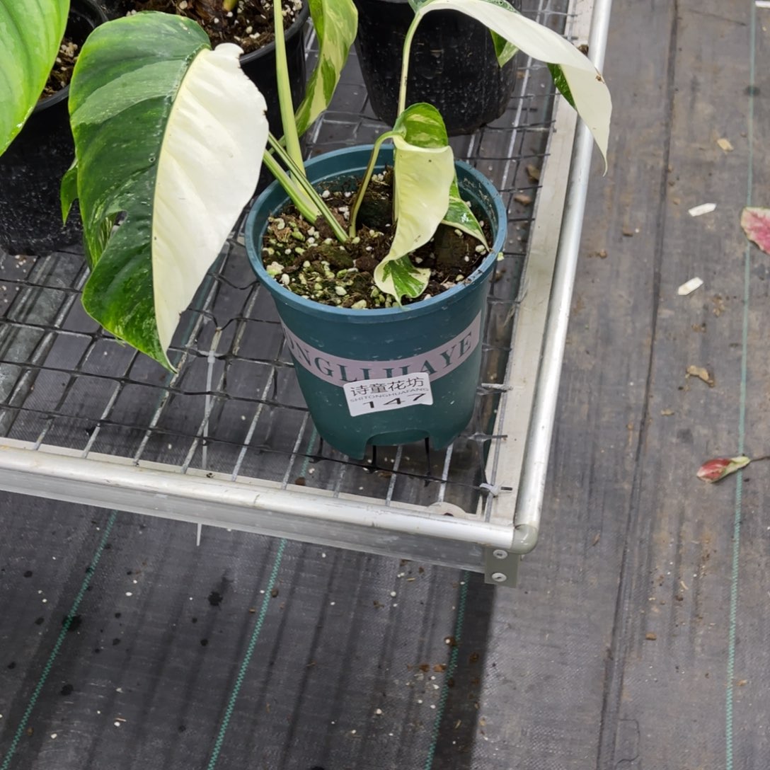 大***橘无花朵         147不包售后