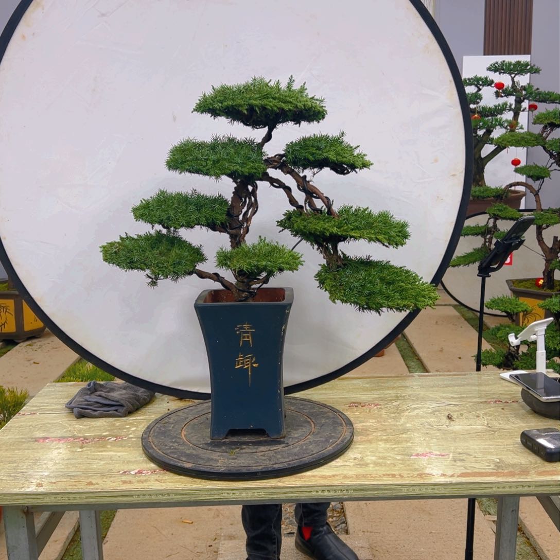 盆景龙爪松造型盆景