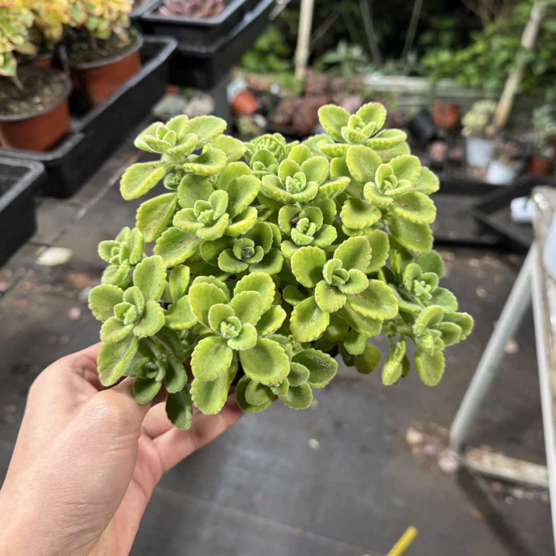  【任意两单包邮】碰碰香阳台办公室庭院老桩盆栽多肉植物