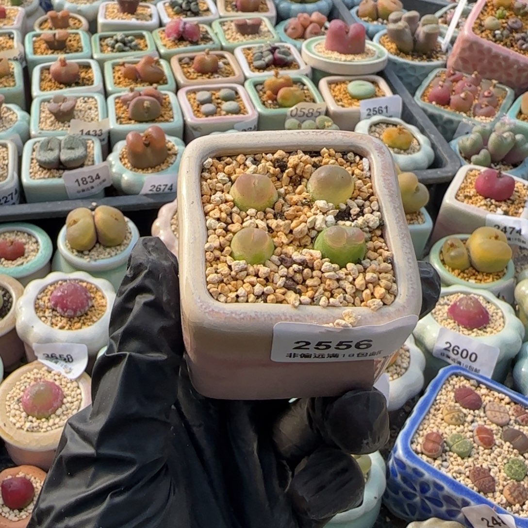 2556 -一物一拍 带盆