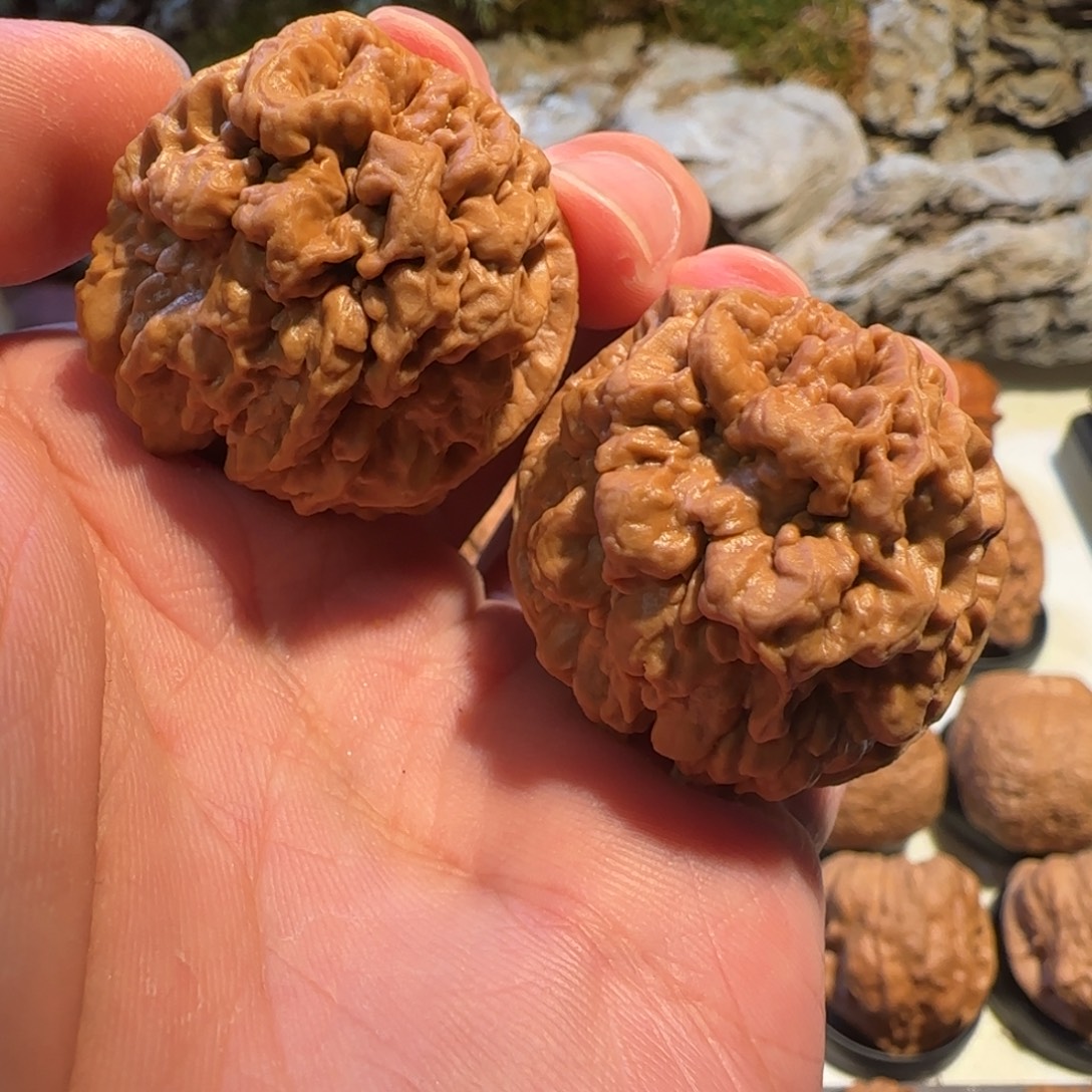 小***龍文玩核桃把件龙鳞舍利子