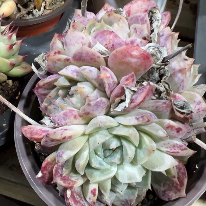 冰糕多肉植物95多肉植物