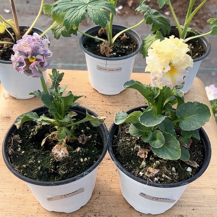 红陶抖音直播闪拍95