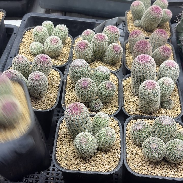 红太阳裙4.5头随机一盆实生