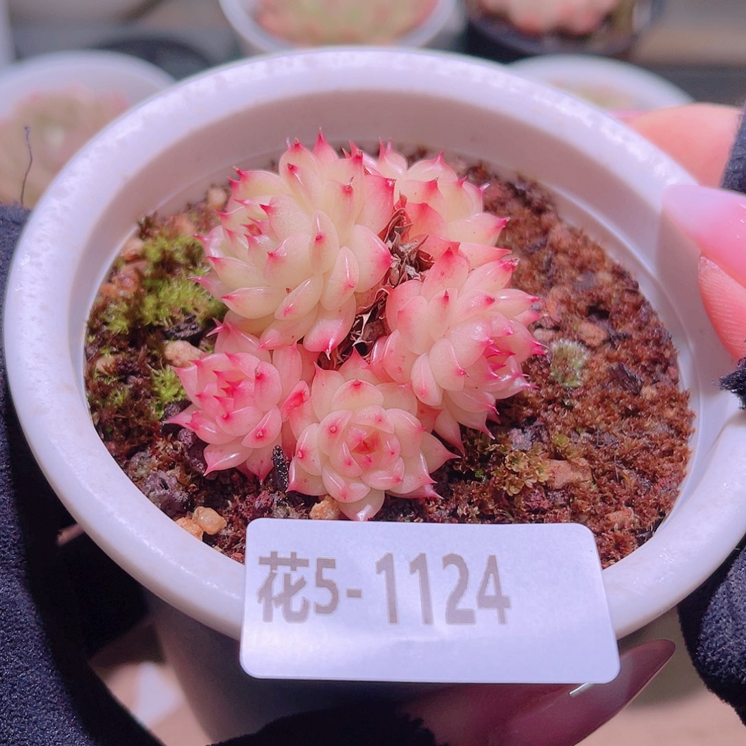 花利美5-1124海王