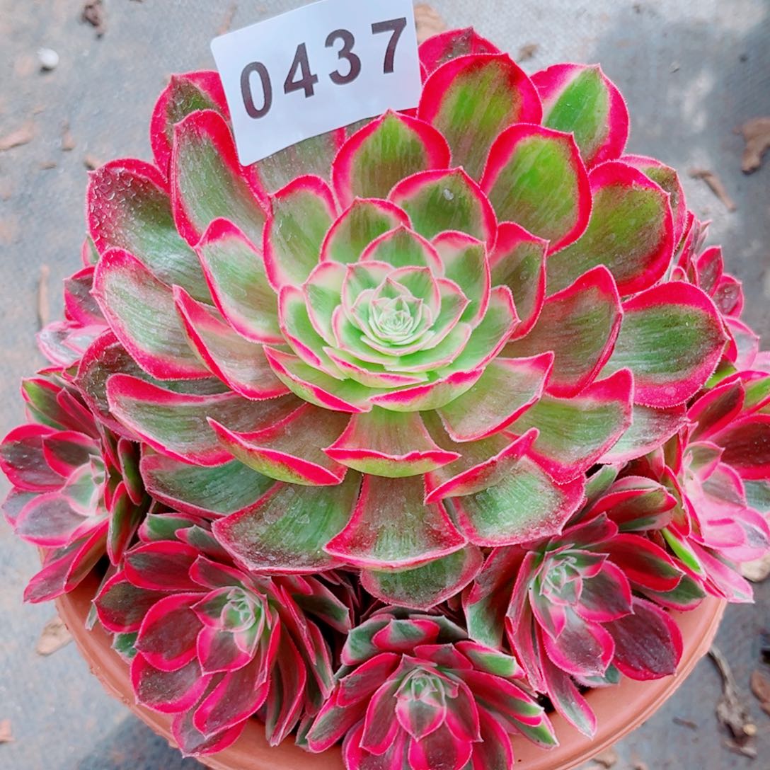 新品红体孔雀翎多肉