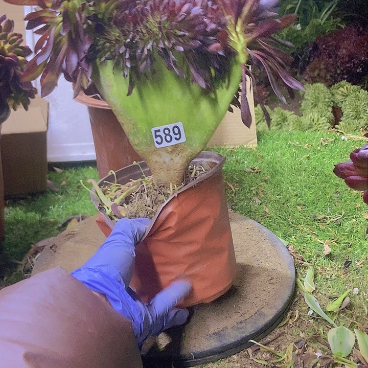 589黑缀整板子法师缀