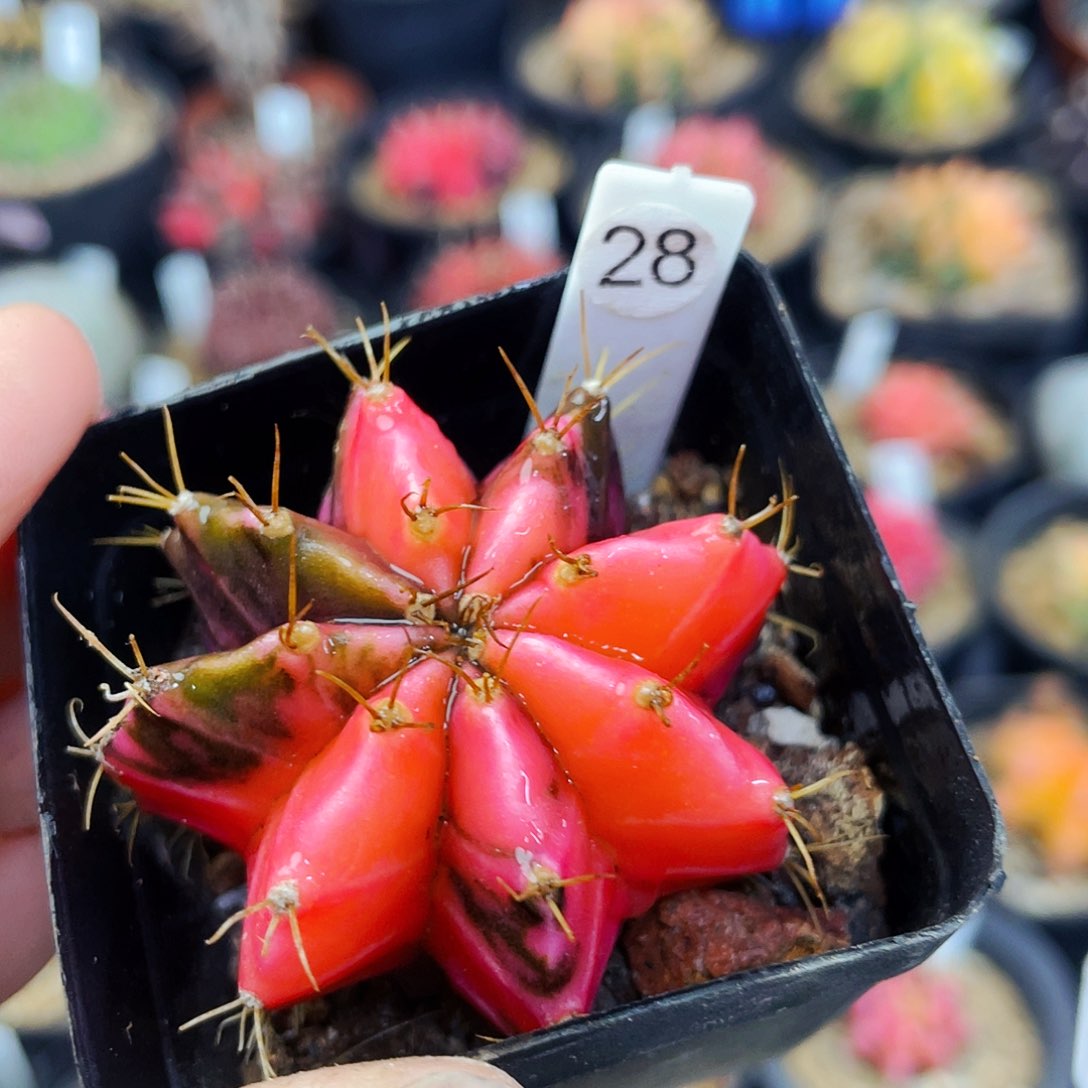 非偏远地区满25包邮仙人球