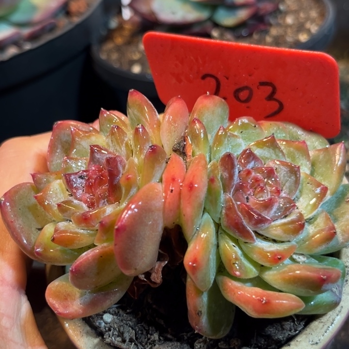 珍妮惊鸿一物一拍包装收缩花旱203