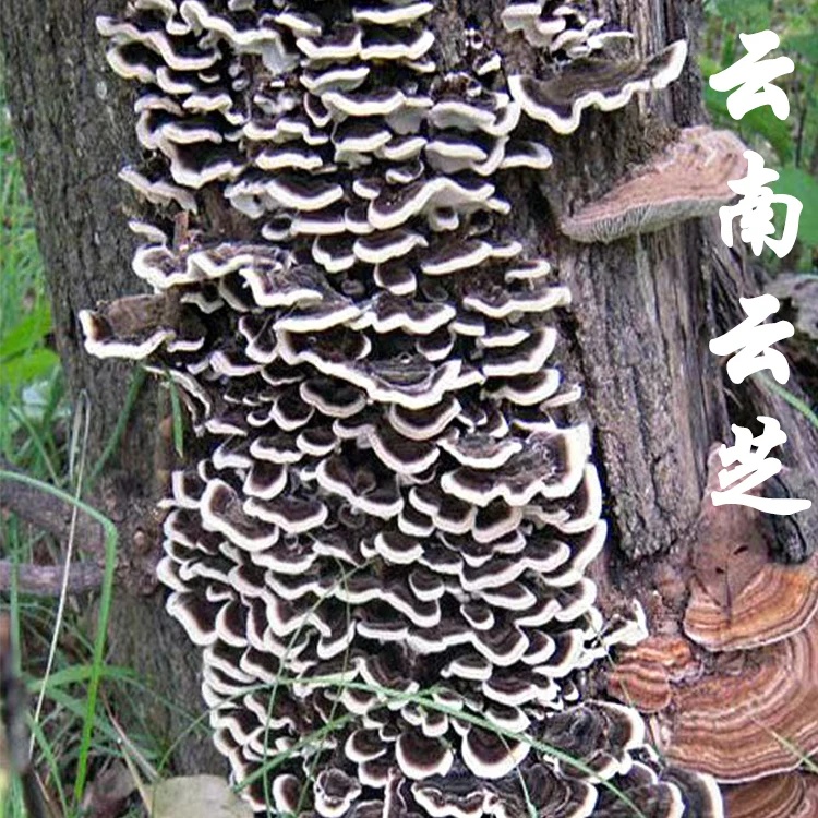 林云南高原云芝参煲汤泡酒天然新货