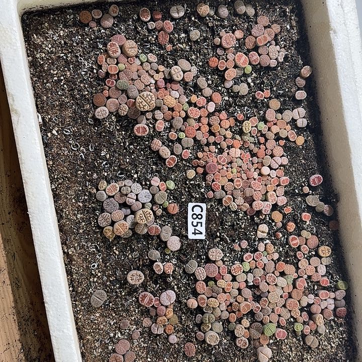 生854石花整筐脱土发货不售后