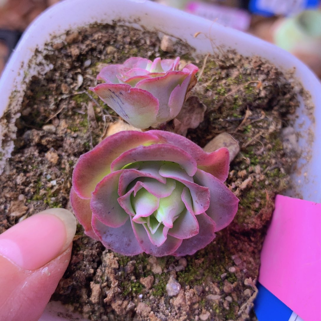 一物一拍星辰福利281