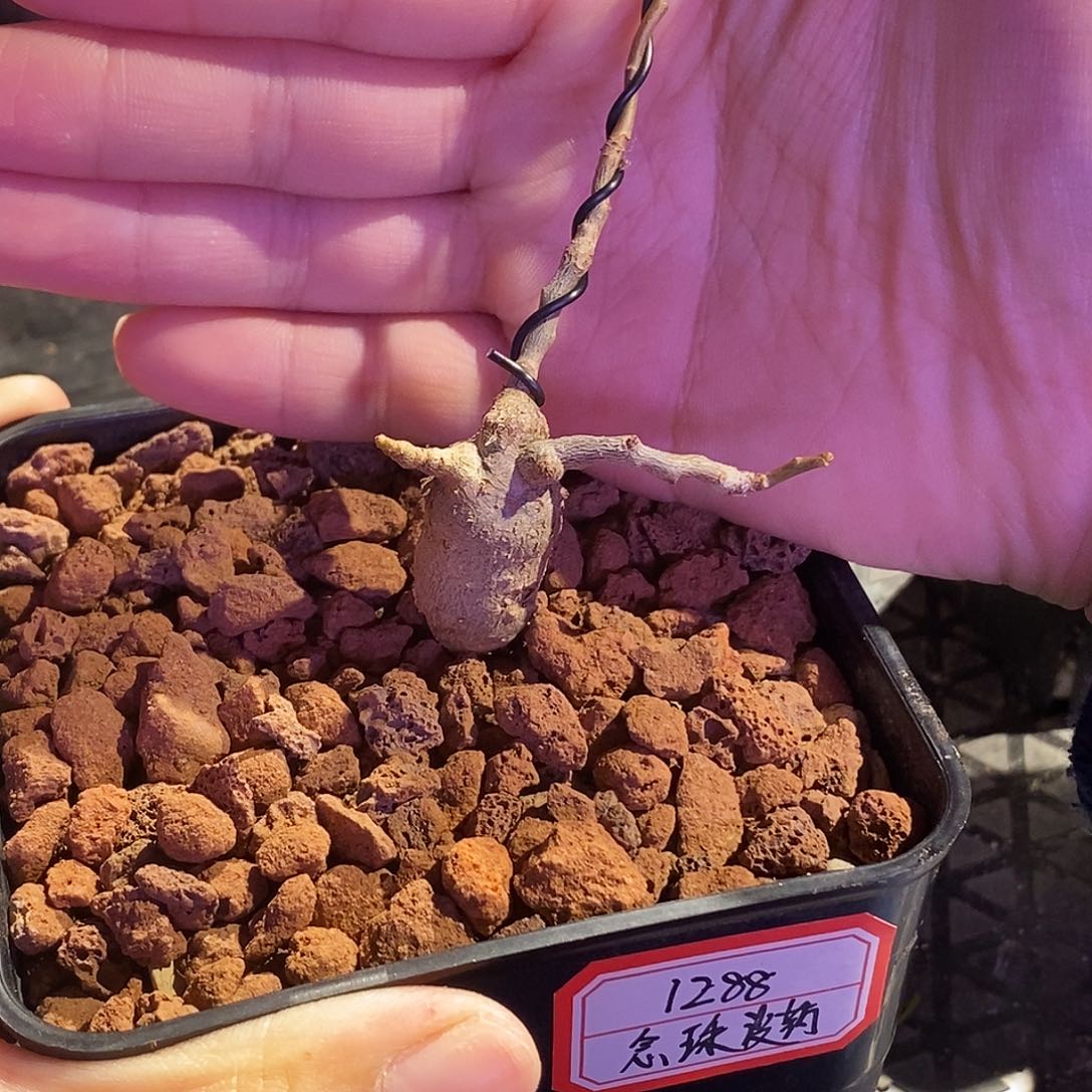 念珠没药实生带盆