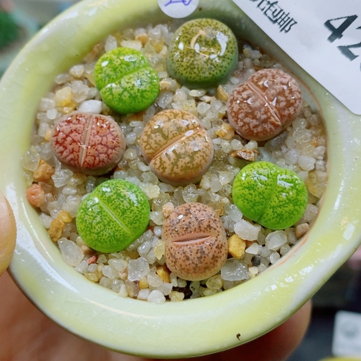 生石花花花花花花花花426
