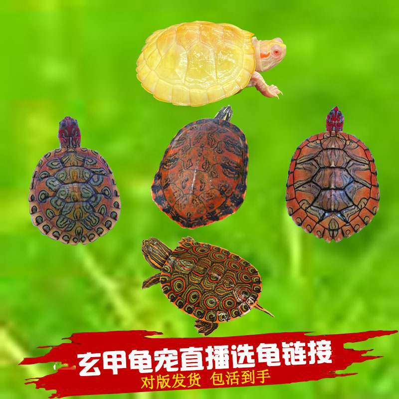 巴西龟黄金果冻冷水外塘人工繁殖杂食深水互动可爱呆萌小乌龟爬宠