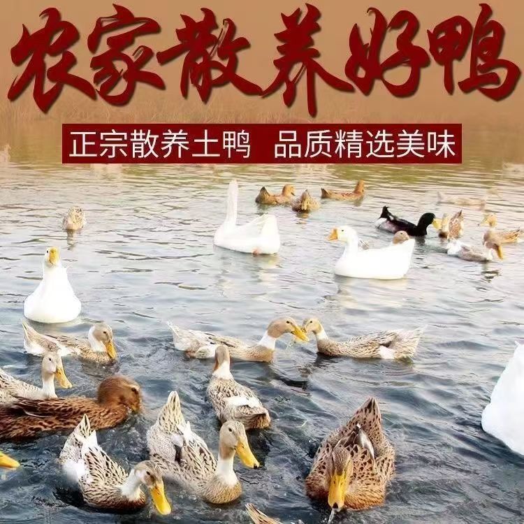 农村散养土鸭子下河水鸭