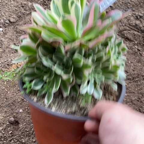 634雨花石满25包邮多肉