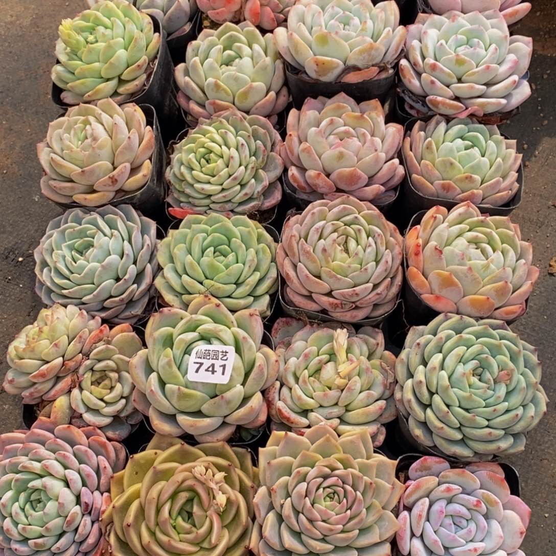 ヅ****デ741的人生态度是一