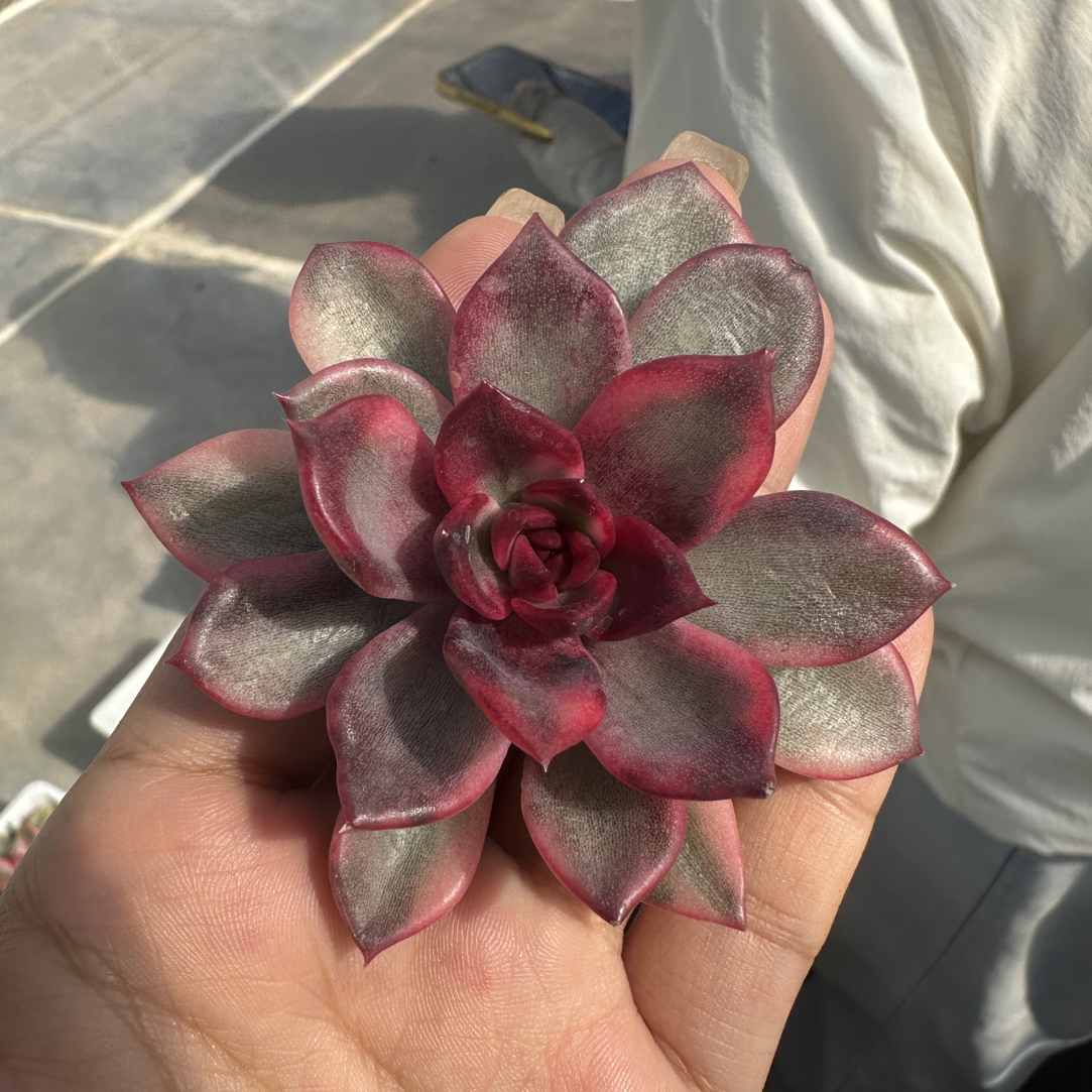 火焰山锦，多肉植物