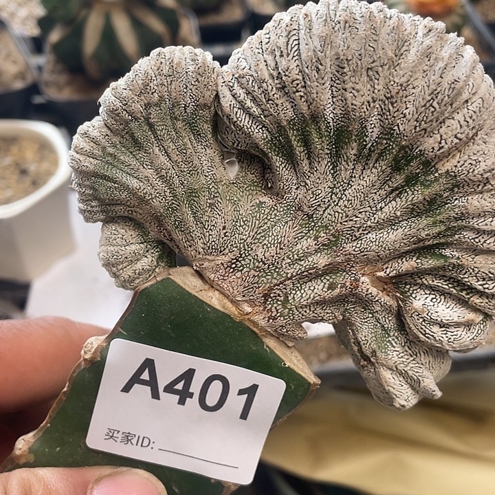 仙人球恩冢纗华401号