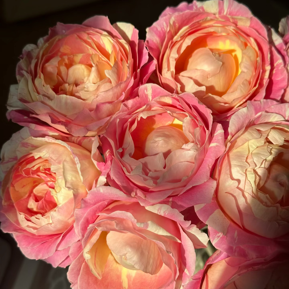 绿光欧月-莫奈10支！三件顺丰空运20%不售后