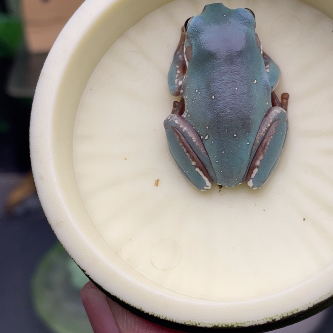 老爷树蛙10号紫蓝