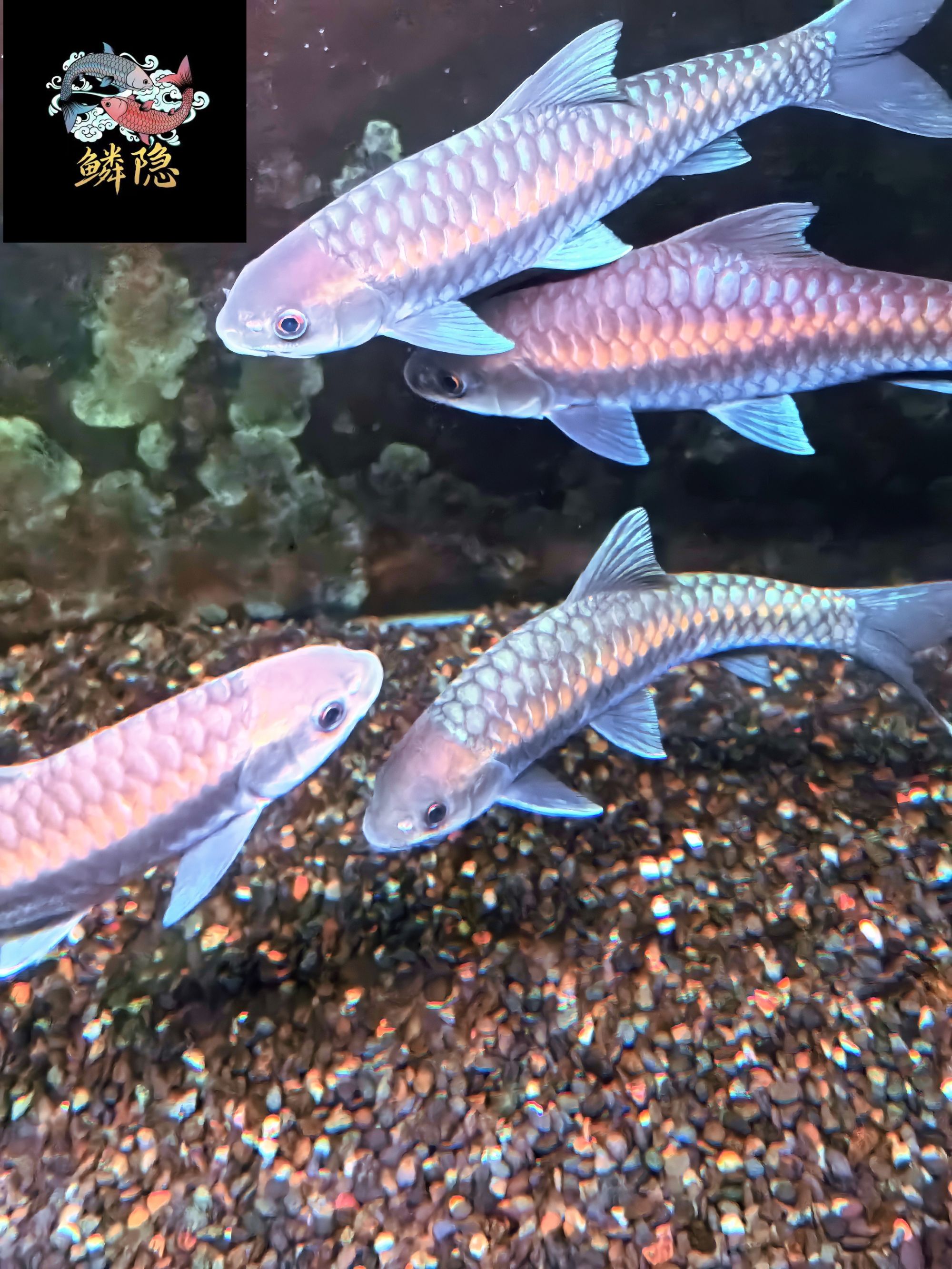 吉罗鱼观赏鱼专拍1