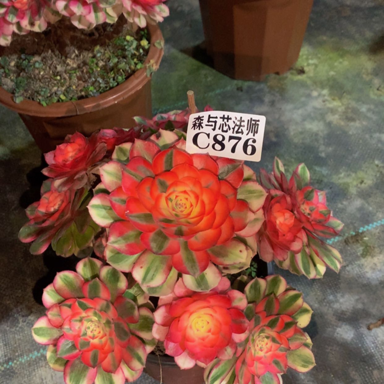 【闪购商品】876倾城