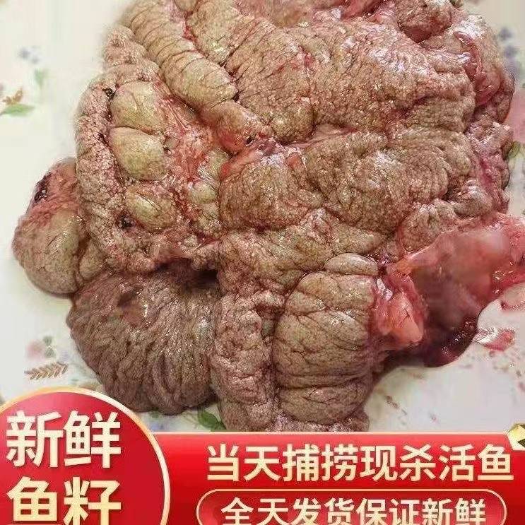 胖头鱼籽5斤东北冷水鱼淡水鱼