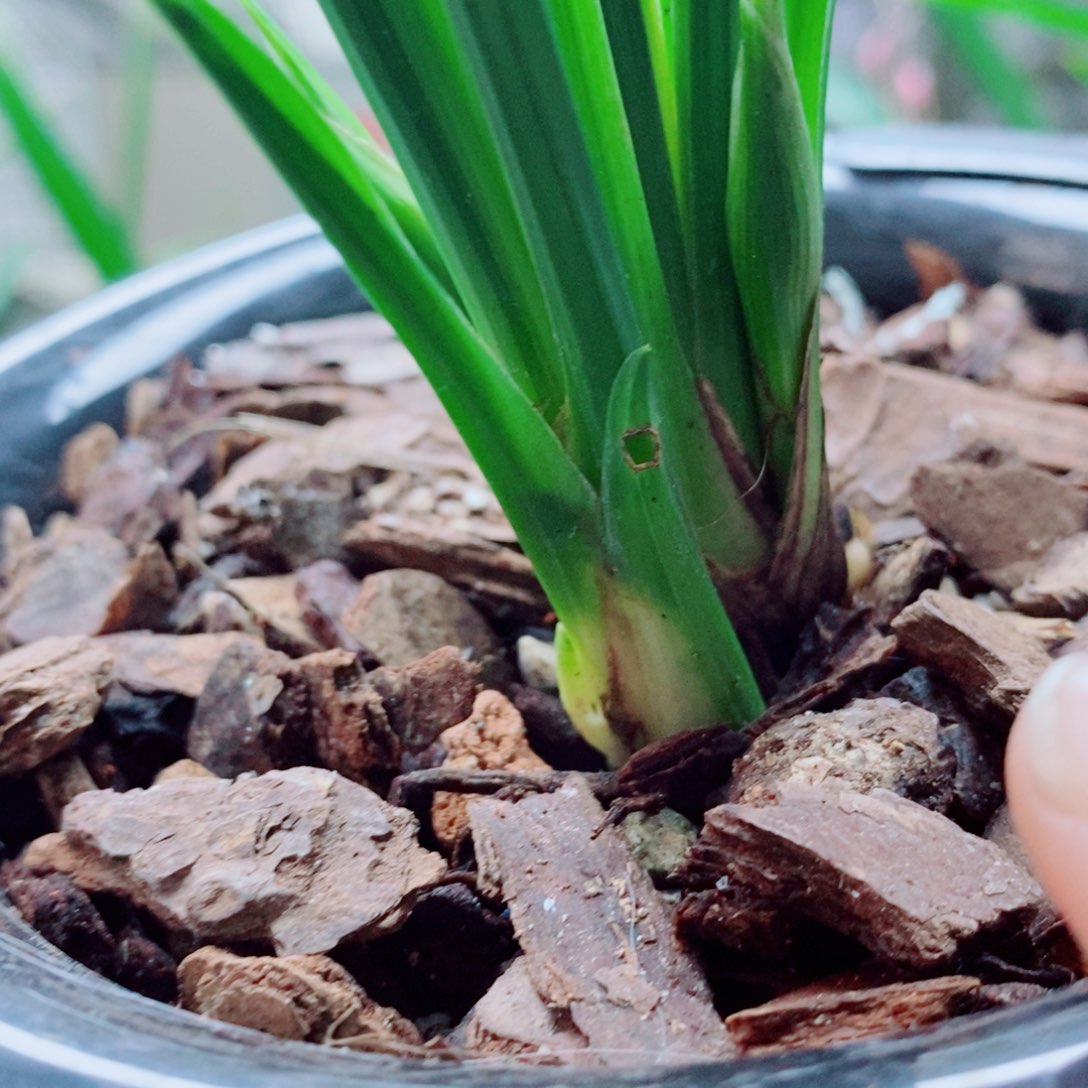 大部分花苞少量开放