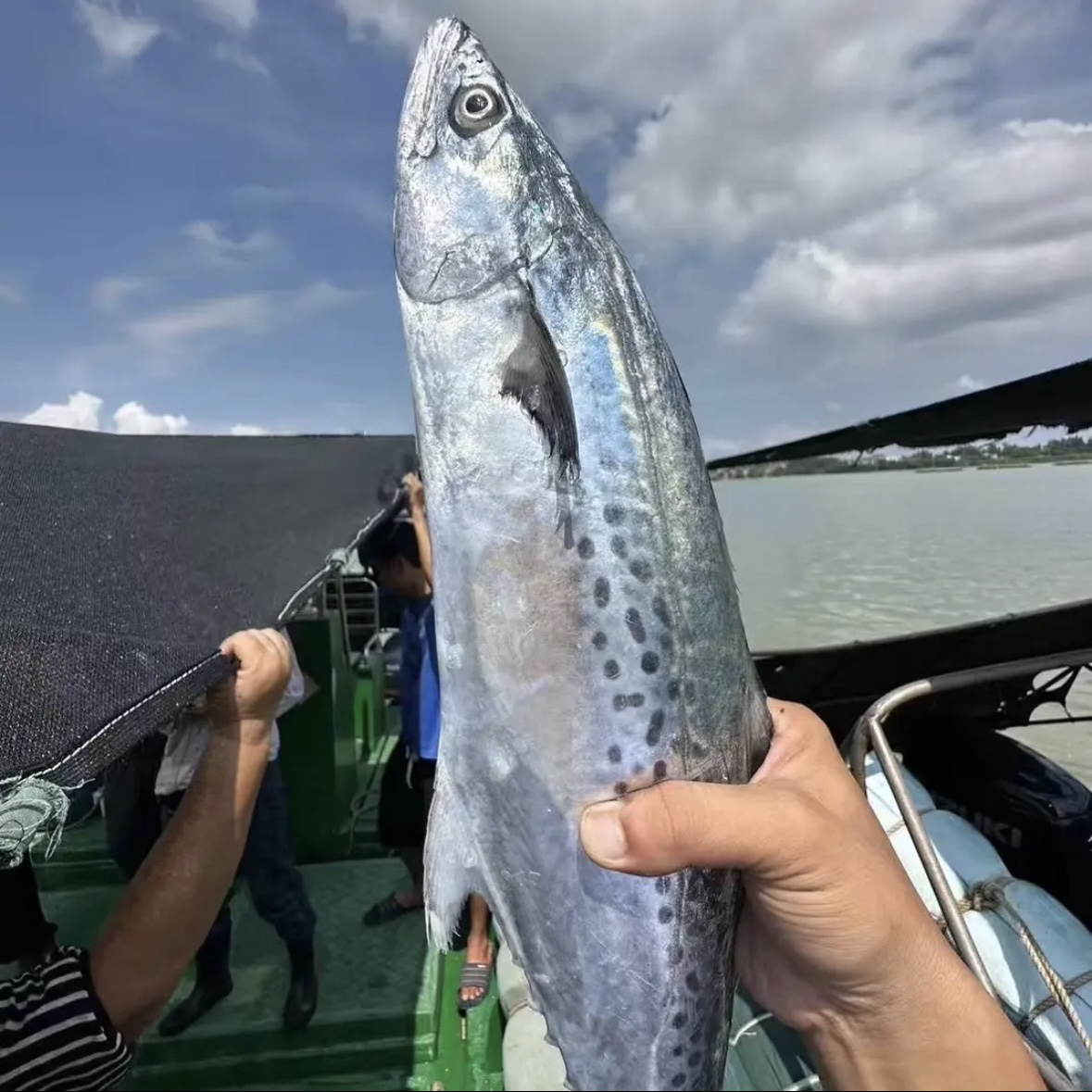 【顺丰直达】 北海本港野生马鲛鱼 现称现拍 速冻锁鲜发货