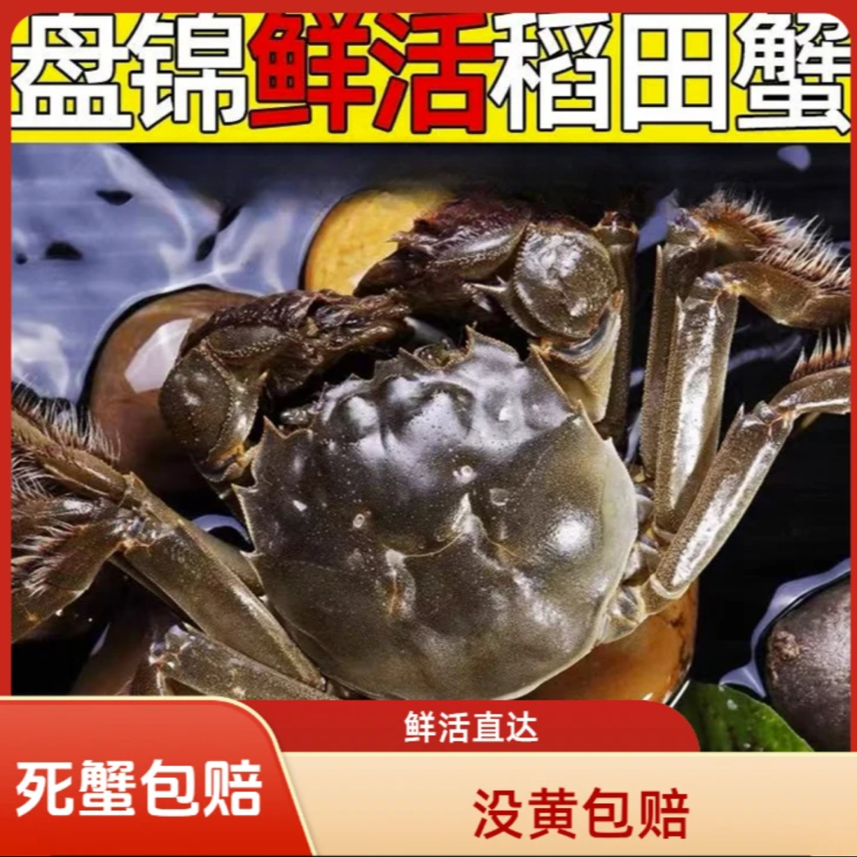【活蟹】全母蟹1.1-0.8两/只 盘锦河蟹 20只 京东次日达