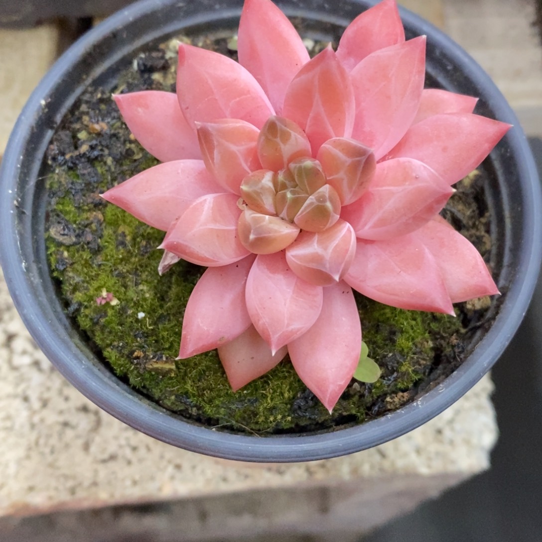 精品多肉物一拍不包整402