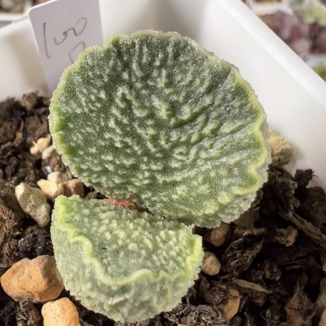 实生新品多肉植物水泡实生新品