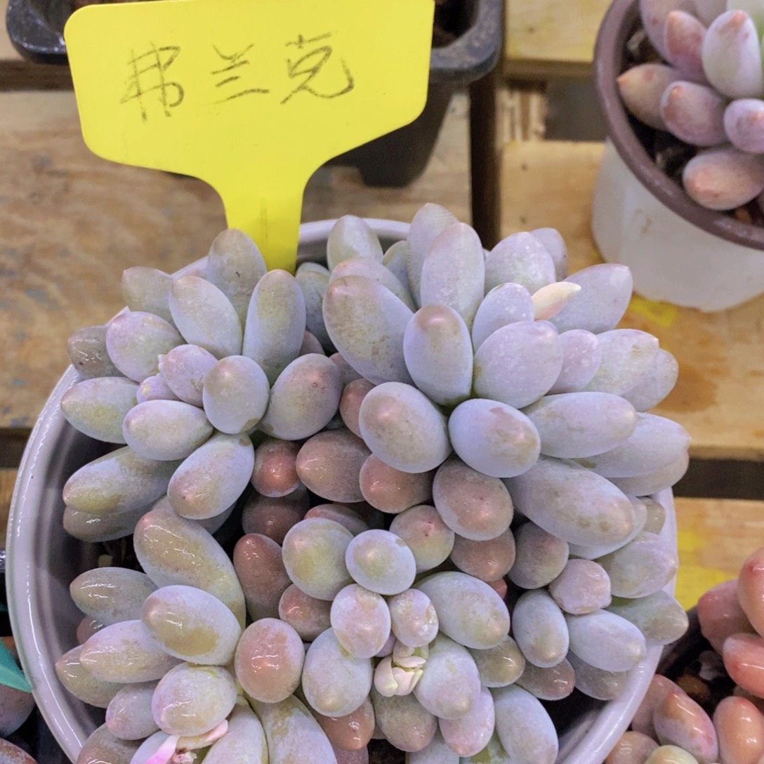 清货转场，一物一拍，看准下单