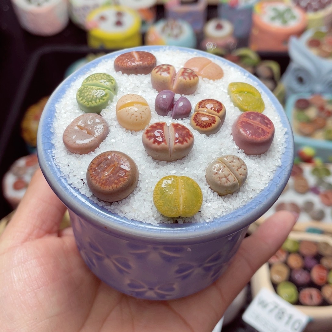 w7812 -零下地区拍保温箱-15支持寄养