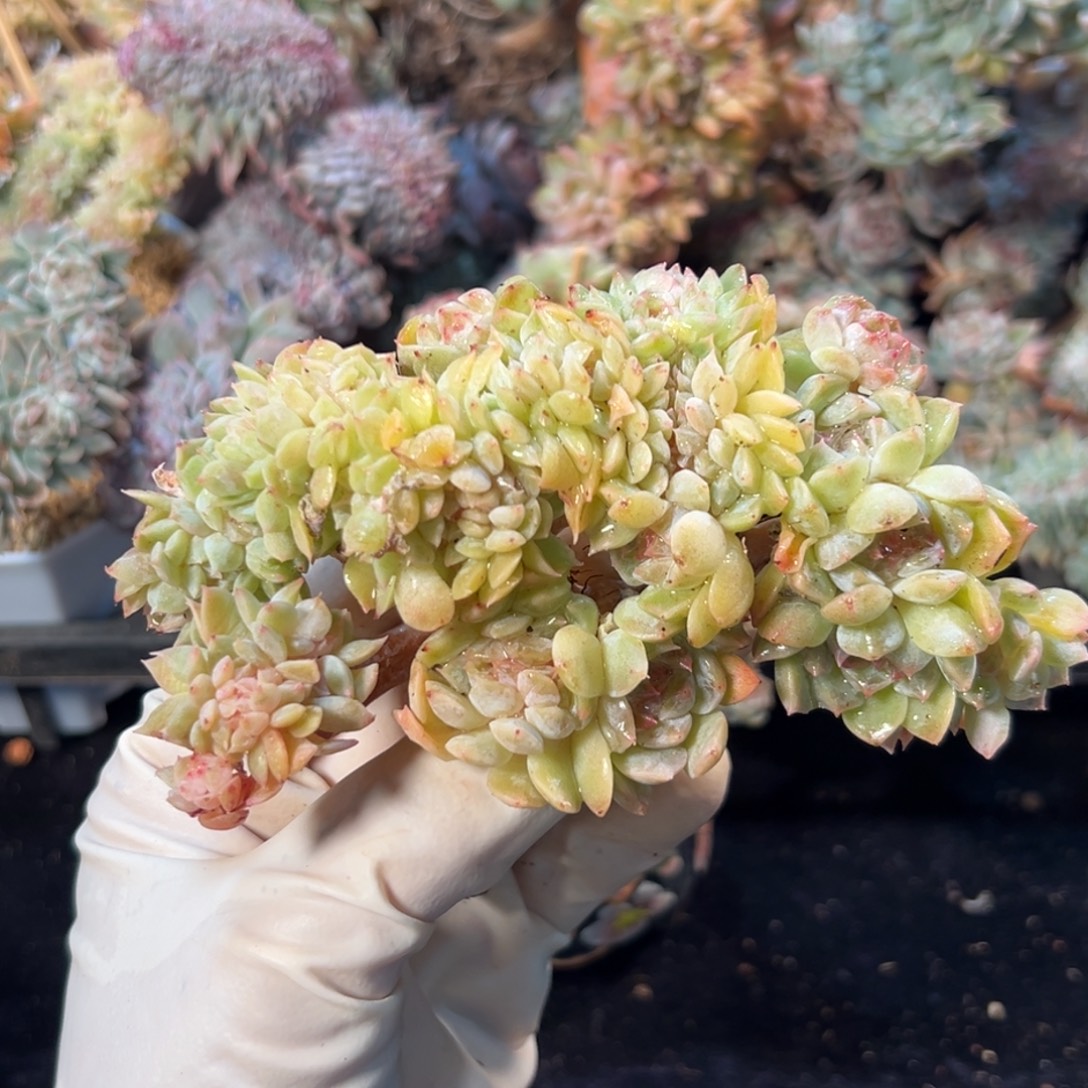 新年快乐 新年快乐