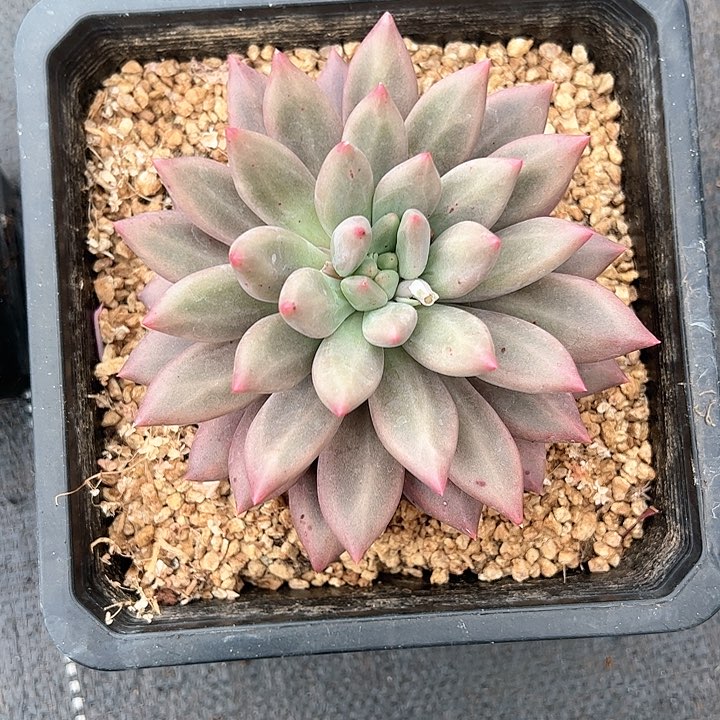 【闪购商品】水晶球