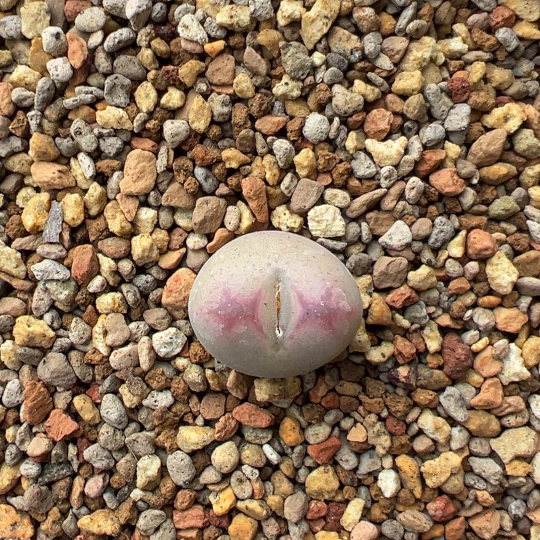 98多肉单头优选将杂桃一棵