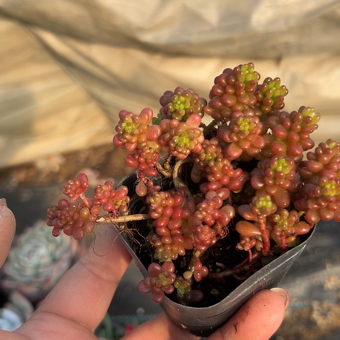 多肉植物红浆果群