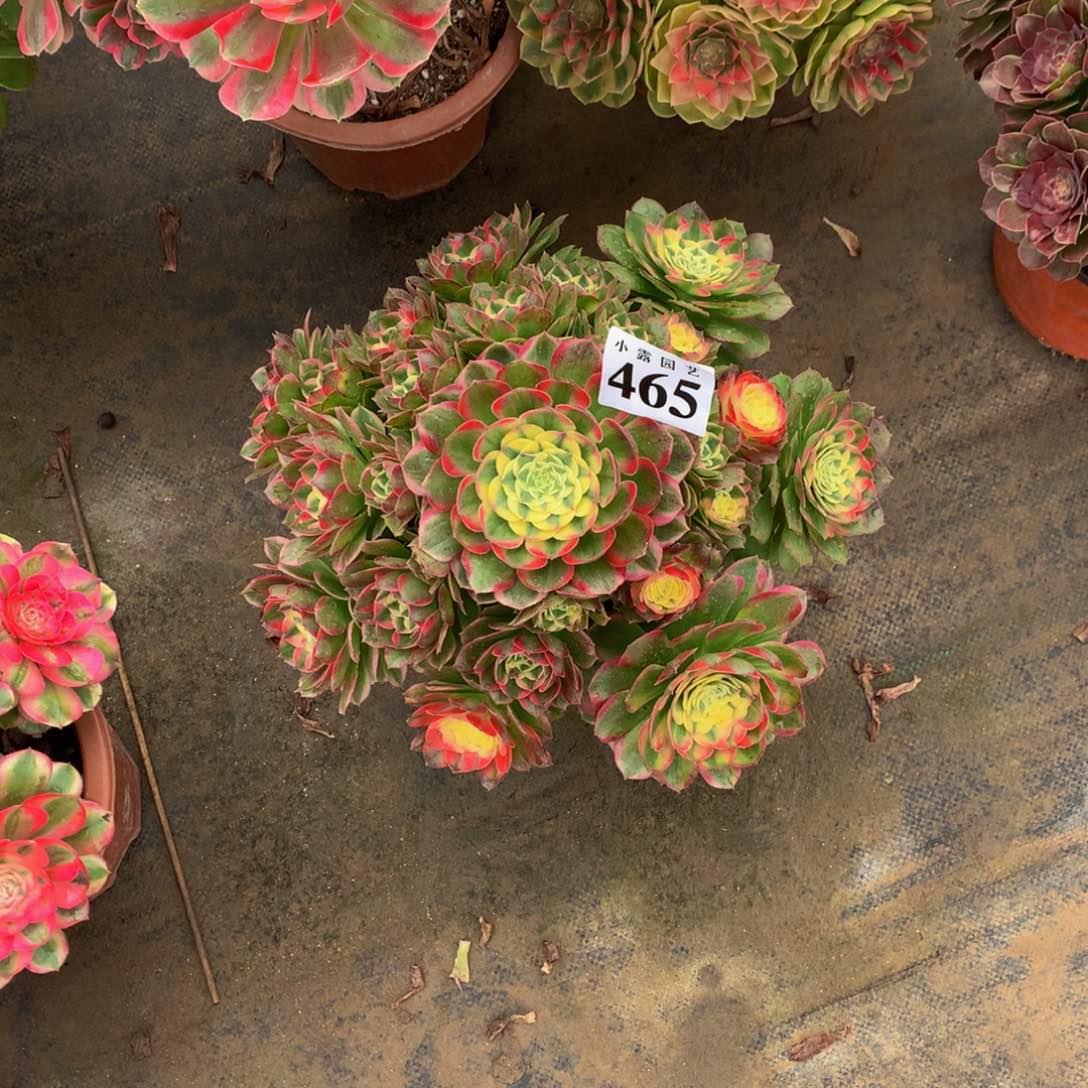 何*多肉植物465海仙88888