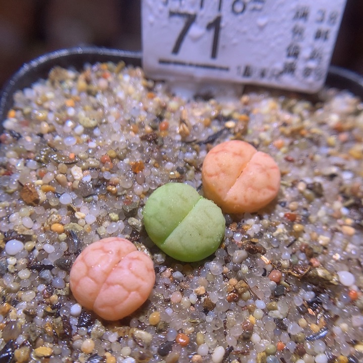 精品生石花116.71女娲石