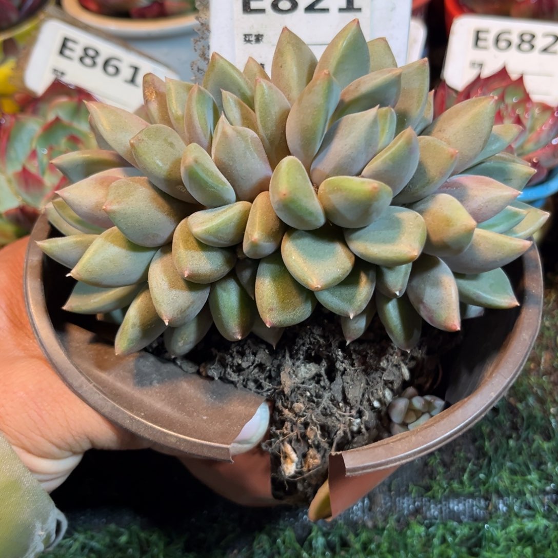 红象牙朵朵缀多肉821