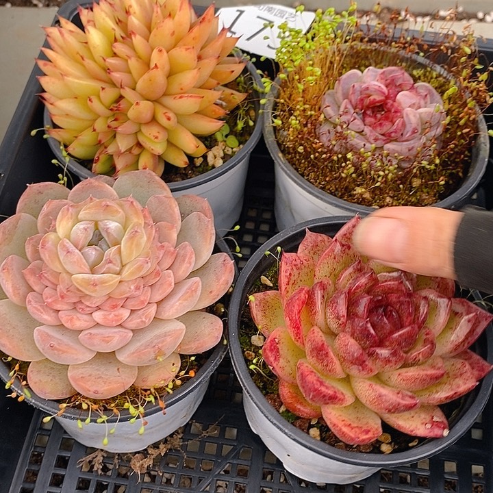 173 多肉植物盆栽花卉植物