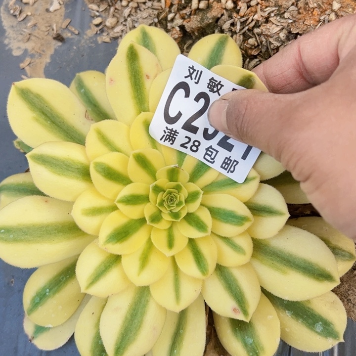 2921多肉植物法师2颗法师